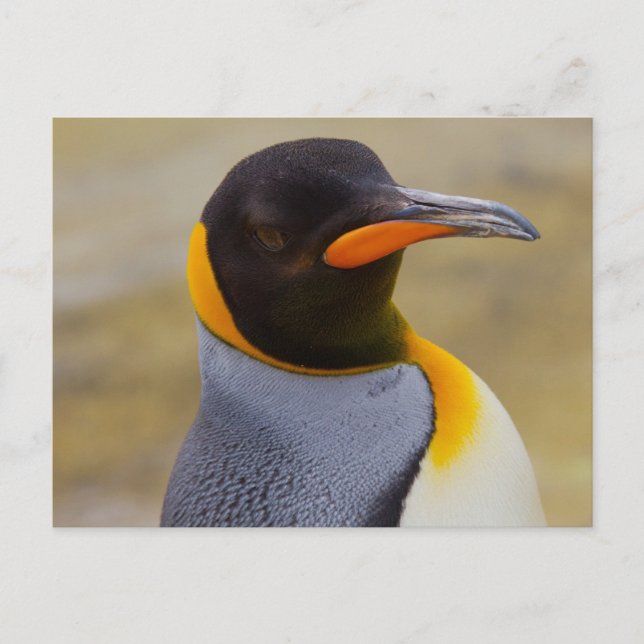 Carte postale Empereur Penguin (Devant)