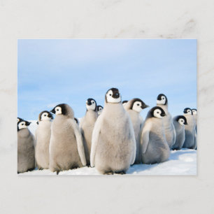 Carte postale Empereur Penguin Chicks