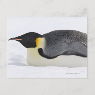 Carte Postale Empereur Penguin, île de Snow Hill, mer de Weddell