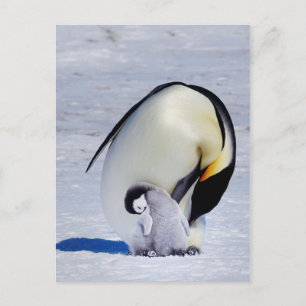 Carte Postale Empereur Penguin & Prépare-poussettes