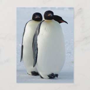 Carte Postale Empereur Penguins coincé