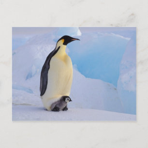 Carte Postale Emperor Penguin   Aptenodytes