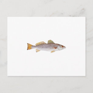 Carte Postale Emplacement