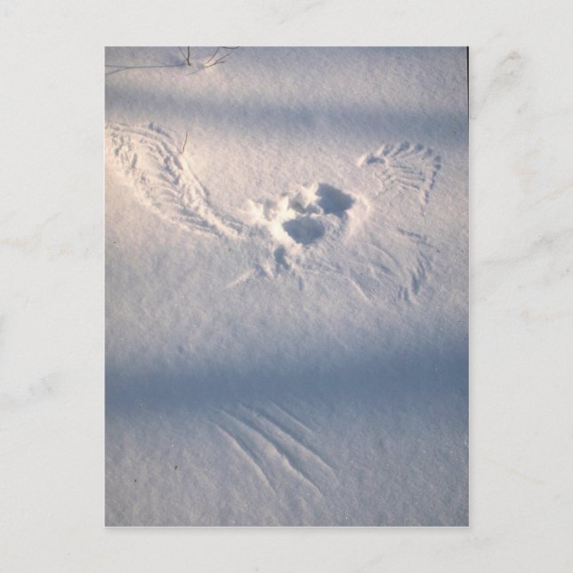 Carte Postale Empreinte de plume de chouette dans la neige (Devant)