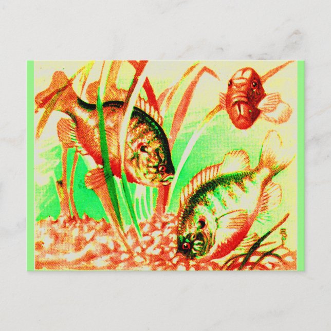 Carte Postale empreinte de poisson d'eau douce (Devant)