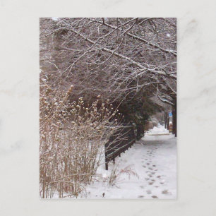 Carte Postale Empreintes dans la neige.