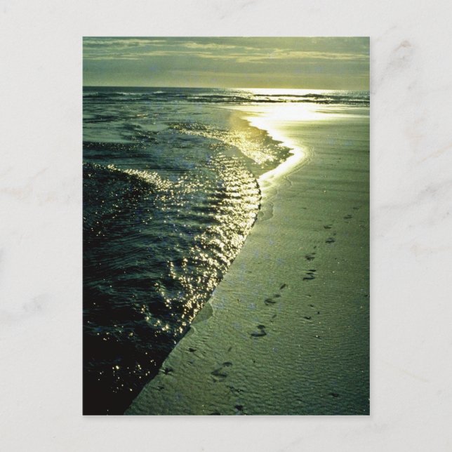 Carte Postale Empreintes En Sable, Piha, North Island (Devant)