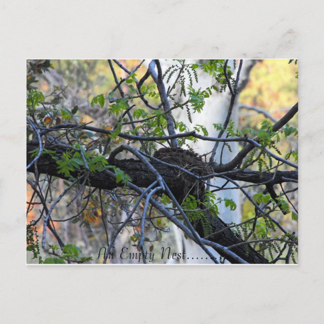 Carte Postale Empty Nest Postcard (Devant)