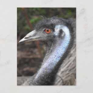 Carte postale Emu