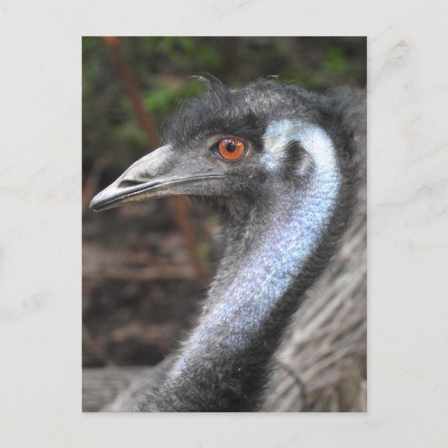 Carte postale Emu (Devant)