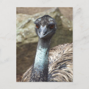 Carte postale Emu