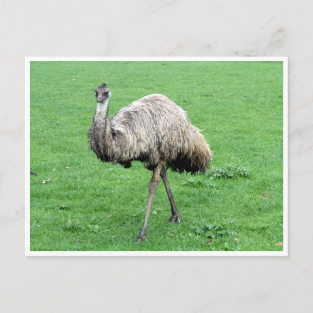 Carte Postale emu (Devant)