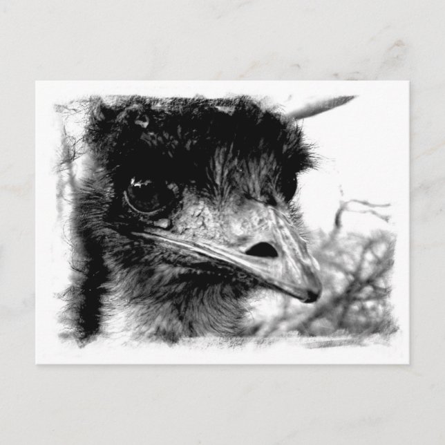 Carte postale Emu Wildlife (Devant)