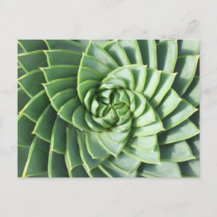 Carte postale en aloe spirale
