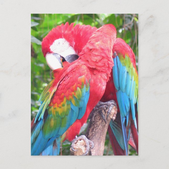 Carte Postale En amour Perroquets (Devant)