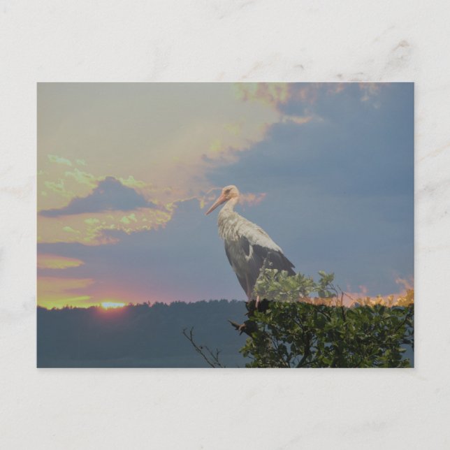 Carte Postale En attendant l'automne (Devant)