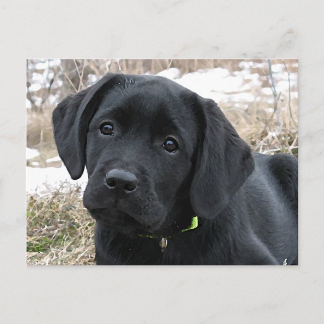 Carte Postale En attendant le printemps - chiot Labrador - Lab n (Devant)