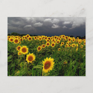 Carte Postale En attente, terrain de tournesol, nuages de tempêt