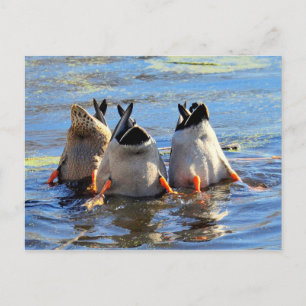 Carte Postale En Bas !