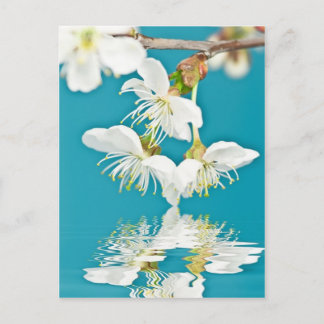 Carte postale en cerisier