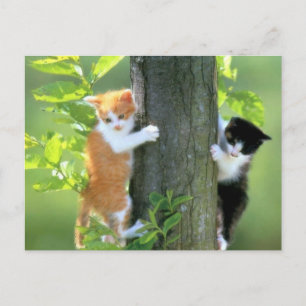 Carte Postale En difficulté maintenant