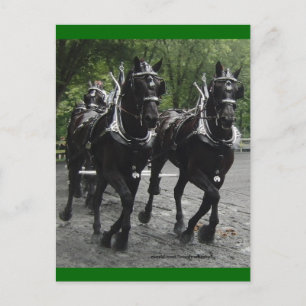 Carte Postale En étape — Ébauche de chevaux