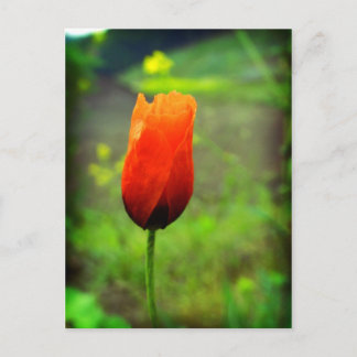Carte Postale En flammes