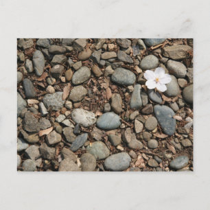 Carte postale en fleur de cerisier tombée