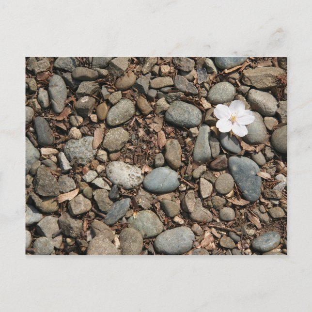 Carte postale en fleur de cerisier tombée (Devant)