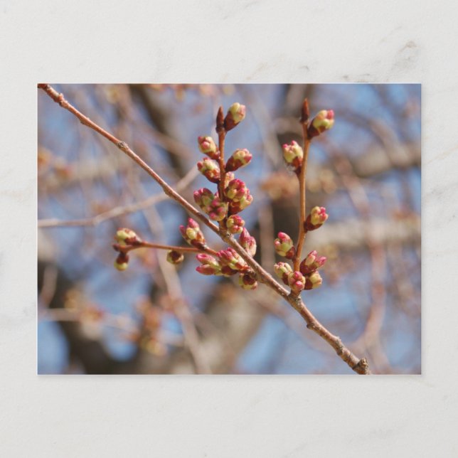 carte postale en fleurs de cerisier (Devant)