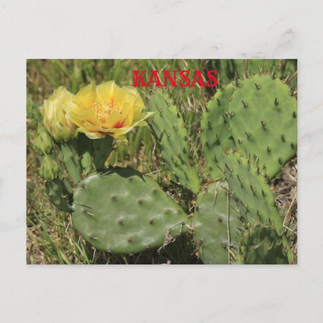 Carte postale en fleurs Kansas Cactus (Devant)