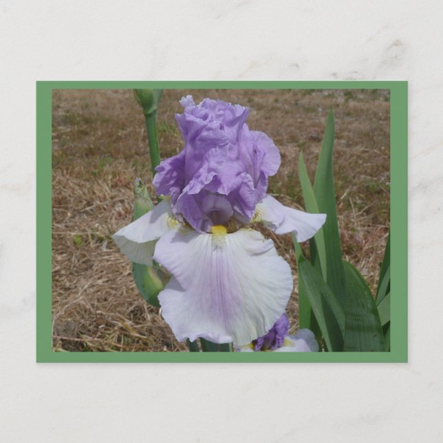 Carte postale en iris bleu. (Devant)