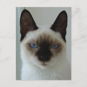 Carte postale en mémoire de Mushu