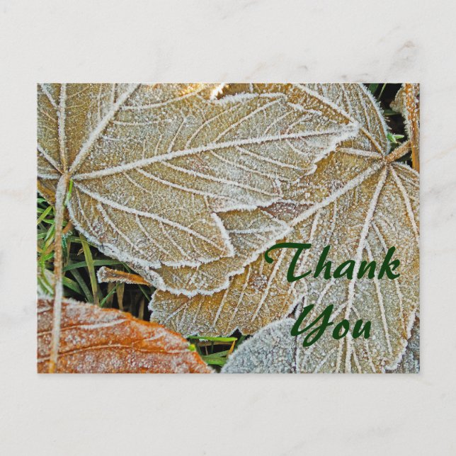 Carte postale en Merci d'érable congelé (Devant)