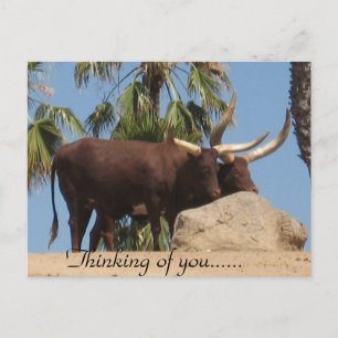 Carte Postale En pensant à vous Bovins africains Watusi