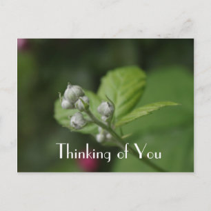 Carte Postale En pensant à vous, fleur de framboise d'été
