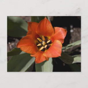 Carte Postale En pleine floraison