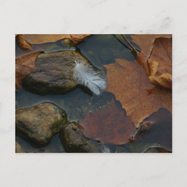 Carte postale en plumes blanches (Devant)