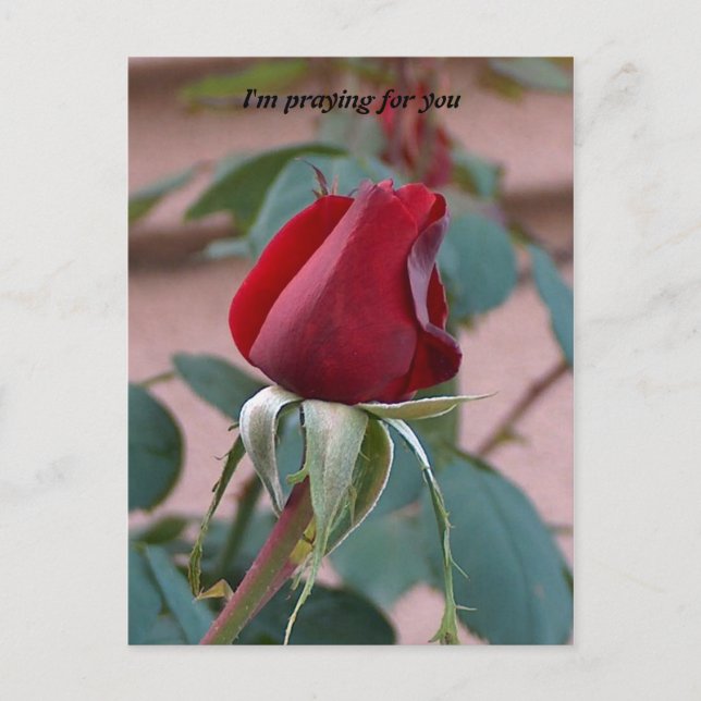 Carte Postale en priant pour vous (Devant)