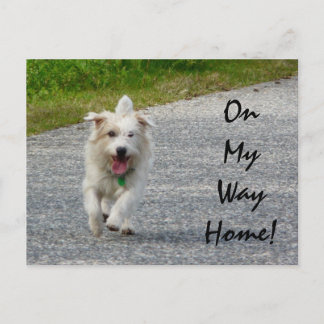 Carte Postale En route pour la maison Doggie
