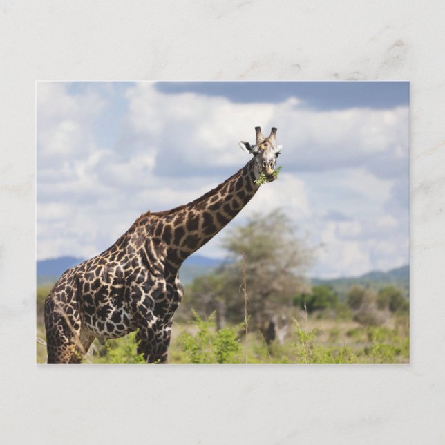 Carte Postale En safari en Tanzanie, Afrique. (Devant)