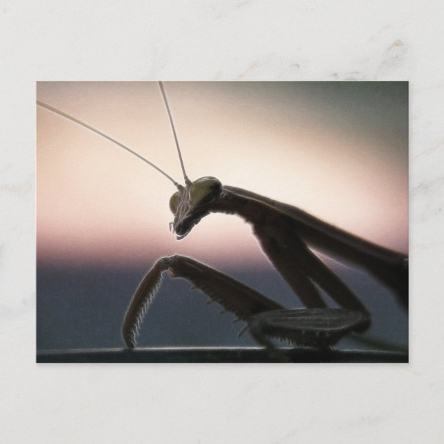 Carte Postale En Silhouette (Devant)