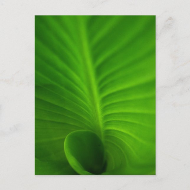 Carte postale en spirale verte de feuille (Devant)