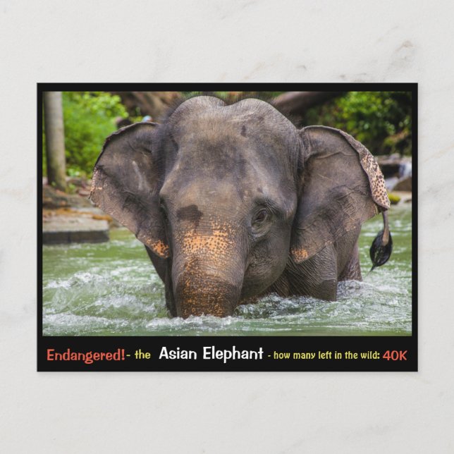 Carte Postale En voie de disparition : Tout sur l'éléphant asiat (Devant)