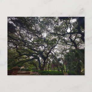 Carte Postale Encadré par des arbres et une clôture