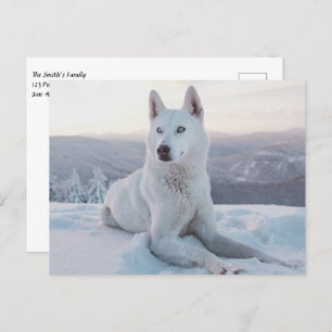 Carte Postale Enchanter White Husky Dog dans la neige