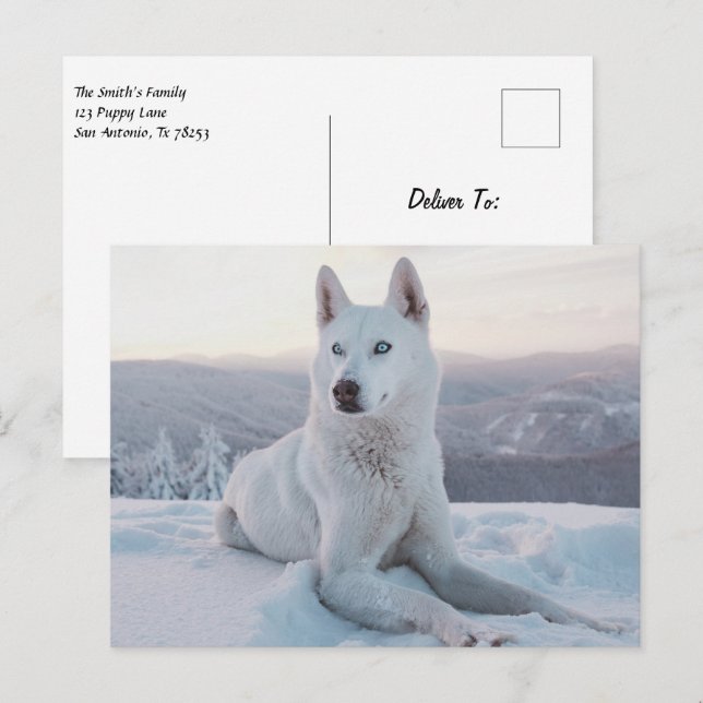 Carte Postale Enchanter White Husky Dog dans la neige (Devant / Derrière)