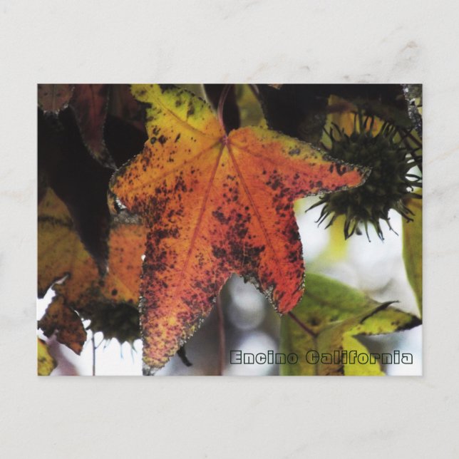 Carte Postale Encino Californie (Devant)