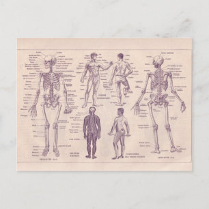 Carte Postale Encyclopédie française 1920, Anatomie humaine