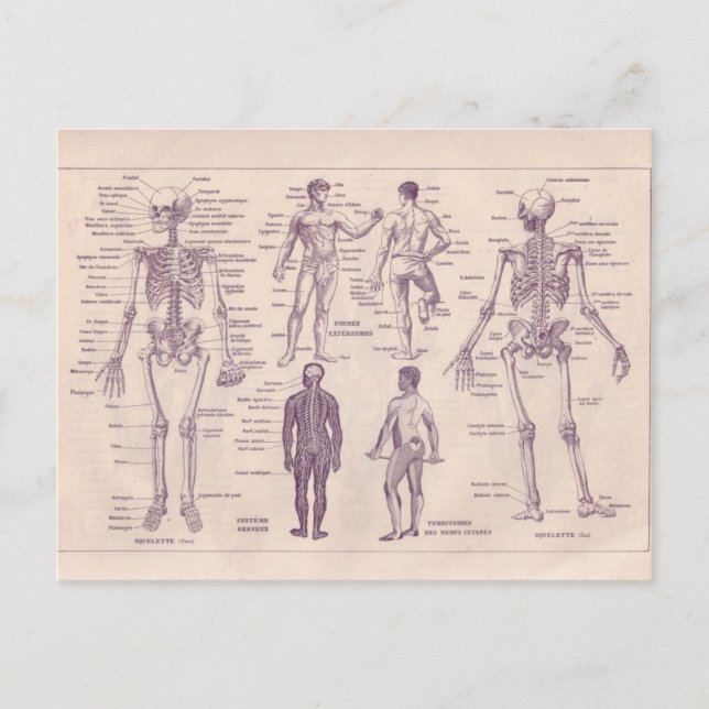 Carte Postale Encyclopédie française 1920, Anatomie humaine (Devant)